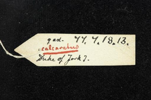 Hipposideros calcaratus - 1877_7_18_13-Phyllorhina_calcarata-Type-Skull-label