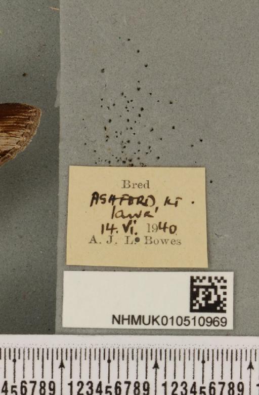 Cucullia asteris (Denis & Schiffermüller, 1775) - NHMUK_010510969_label_568699