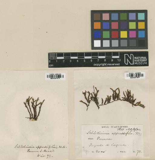 Schlotheimia appressifolia Mitt. - BM000873277_a