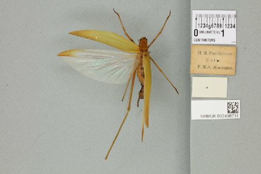Ducetia japonica Thunberg, 1815 - 012496711_reverse_1