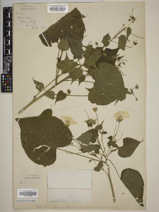 Abutilon listeri - BM000946527