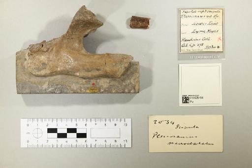 Plesiosaurus De la Beche & Conybeare, 1821 - 010025456_L010221590