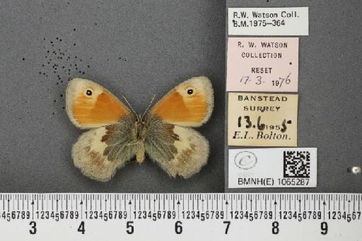 Coenonympha pamphilus ab. nolkeniana Strand, 1917 - BMNHE_1065287_26587