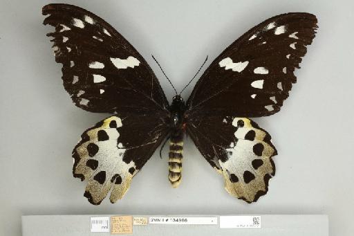 Ornithoptera chimaera charybdis van Eecke, 1915 - 013605121__