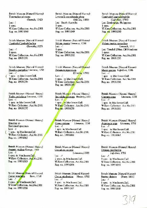 Angaria vicdani Kosuge, 1980 - Zoology Accessions Register: Mollusca: 1986 - 1993: page 319