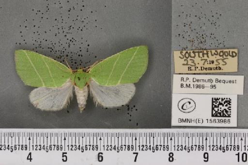Bena bicolorana (Fuessly, 1775) - BMNHE_1563986_293150