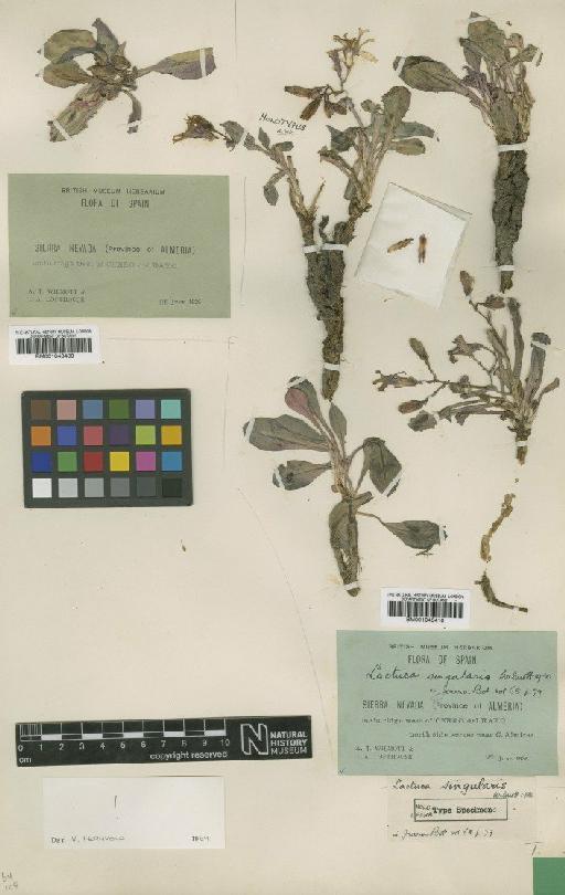 Lactuca singularis Wilmott - BM001043410