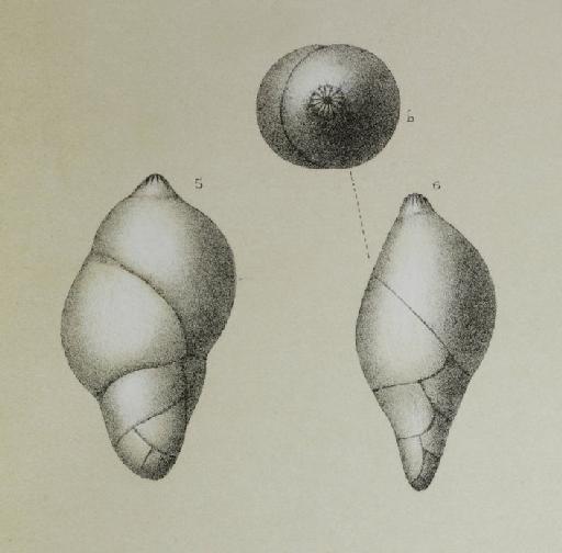 Polymorphina lanceolata Reuss, 1851 - ZF2140_73_5_Pyrulina.jpg