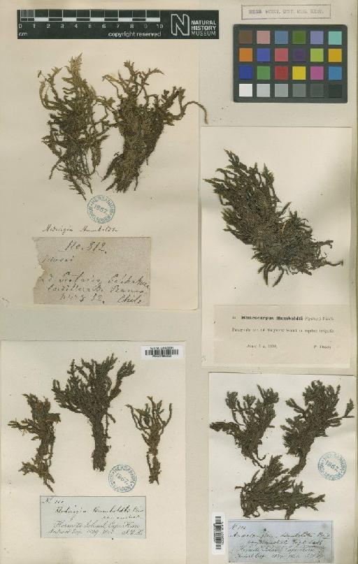 Rhacocarpus humboldtii (Hook.) Lindb. - BM000986202_a