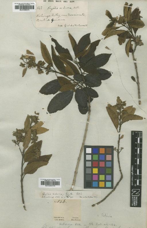 Hyptidendron arboreum (Benth.) Harley - BM000992874