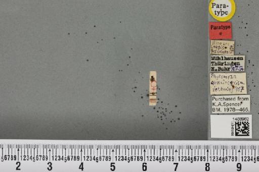 Phytomyza araciocecis Hering, 1958 - BMNHE_1488962_53321