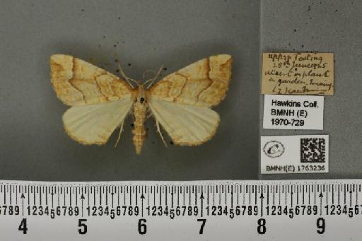 Eulithis mellinata (Fabricius, 1787) - BMNHE_1763236_345033