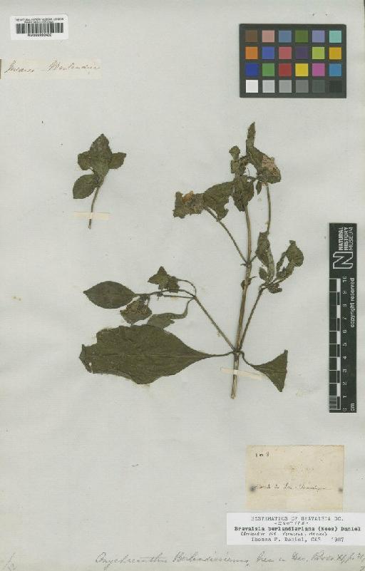 Bravaisia berlandieriana (Nees) T.F.Daniel - BM000992430