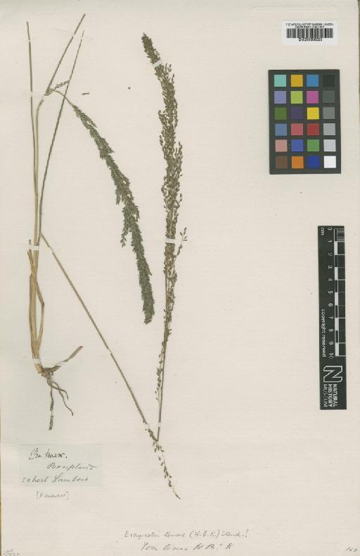 Eragrostis tenax (Kunth) Steud. - BM000938625