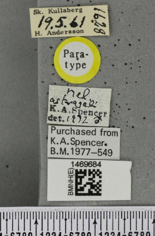 Melanagromyza astragali Spencer, 1976 - BMNHE_1469684_label_44914