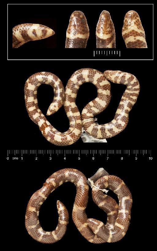 Cylindrophis rufus - 80.9.10.23.tif