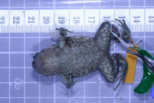 Callulops humicola compta (Zweifel, 1972) - Image of specimen 1961.839