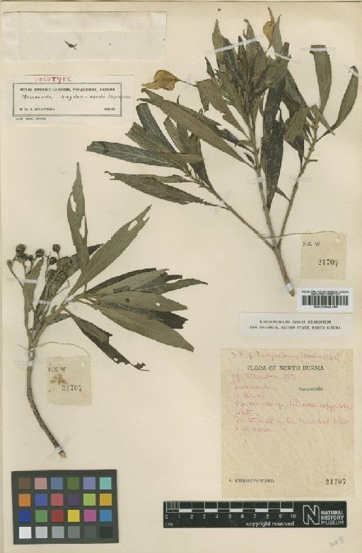 Mussaenda kingdon-wardii Wight - BM000945198