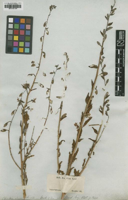 Clarkia unguiculata Lindl. - BM001024298