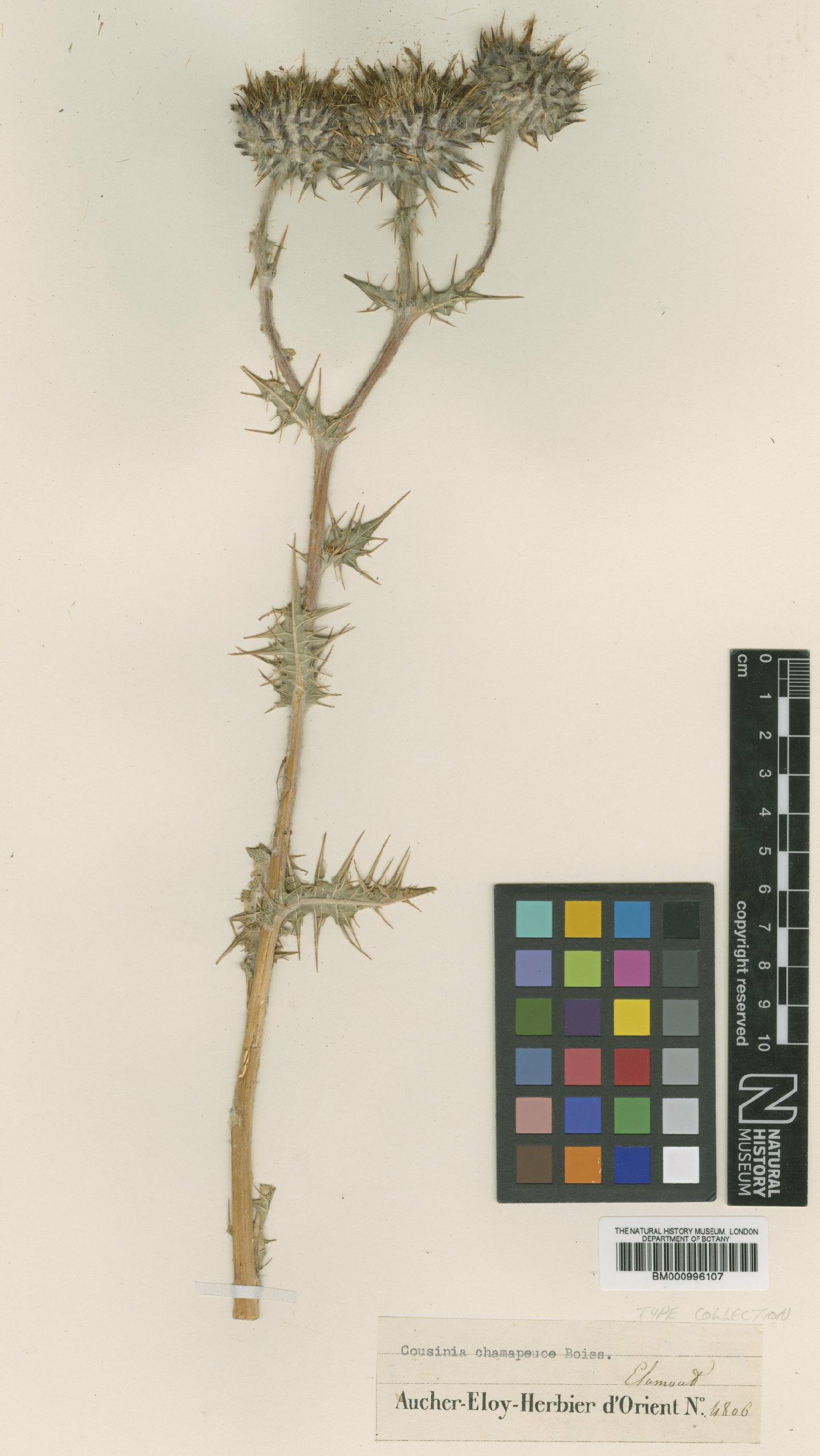 To NHMUK collection (Cousinia chamaepeuce Boiss.; Type; NHMUK:ecatalogue:475702)