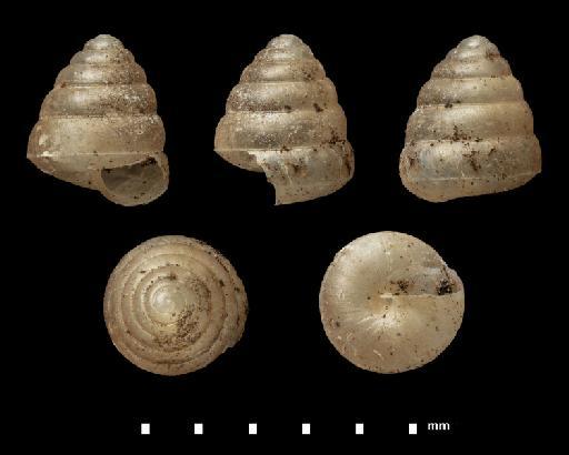Kaliella munipurensis Godwin-Austen - 1903.7.1.7, SYNTYPES, Kaliella munipurensis Godwin-Austen