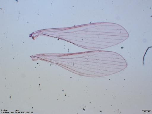 Lutzomyia aclydifera species group Dreisbachi Fairchild & Hertig, 1952 - Lutzomyia_aclydifera-BMNH(E)1721993_PT-male_wings-2x.tif