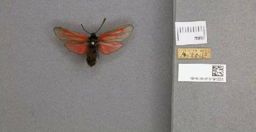 Zygaena (Mesembrynus) purpuralis purpuralis (Brünnich, 1763) - 015191533_775459_1477570