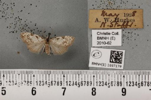 Nola confusalis (Herrich-Schäffer, 1847) - BMNHE_1697179_292845