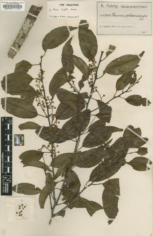 Prunus oleifolia Koehne - BM000548770