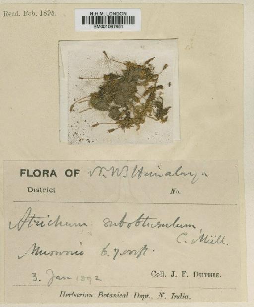 Atrichum obtusulum (Müll.Hal.) A.Jaeger - BM001087461