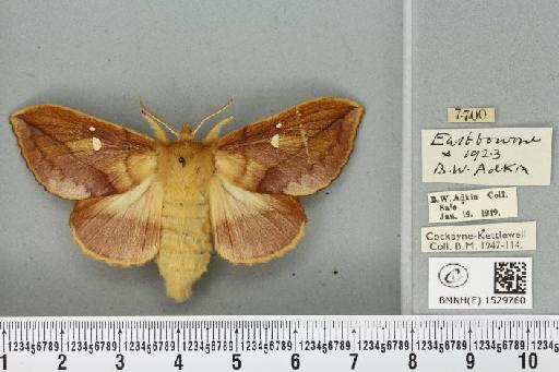 Euthrix potatoria (Linnaeus, 1758) - BMNHE_1529760_197261