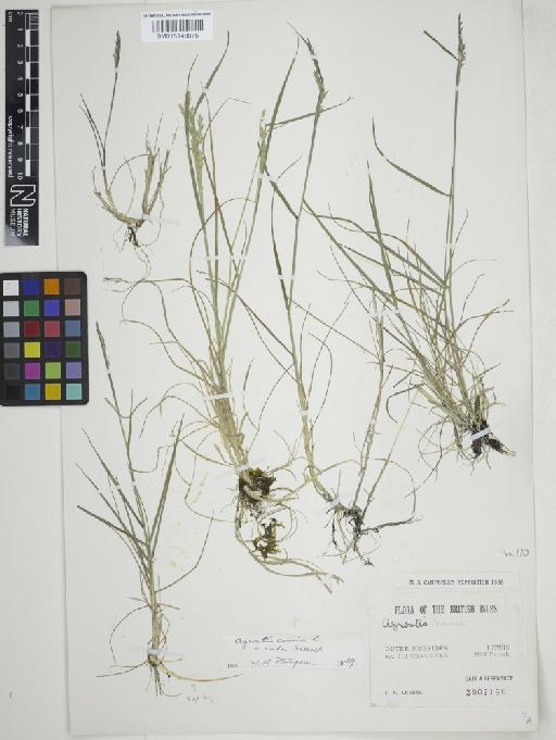 Agrostis vinealis Schreb. - 015148075