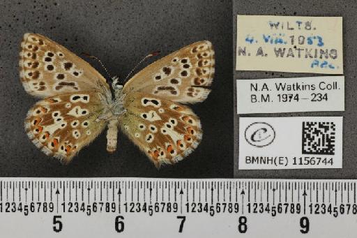 Lysandra coridon ab. semicostajuncta Bright & Leeds, 1938 - BMNHE_1156744_107937