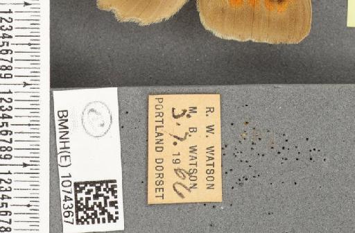 Maniola jurtina insularis ab. antirufa Leeds, 1950 - BMNHE_1074367_label_41152