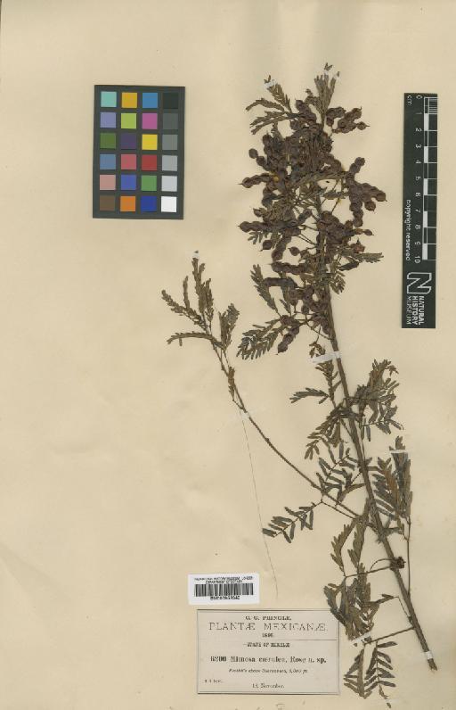 Mimosa caerulea Rose - BM000952340