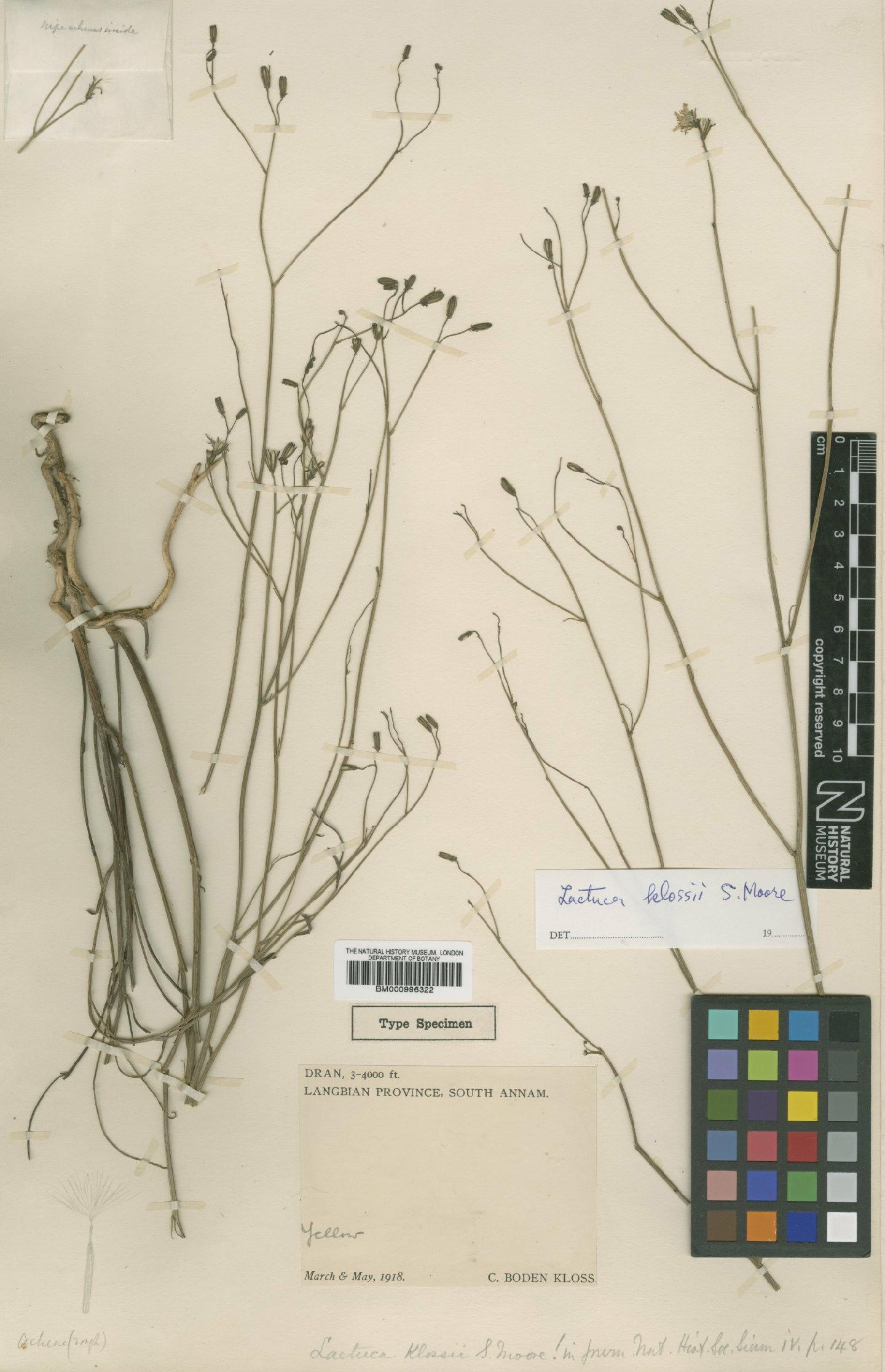 To NHMUK collection (Lactuca klossii S.Moore; Type; NHMUK:ecatalogue:481808)