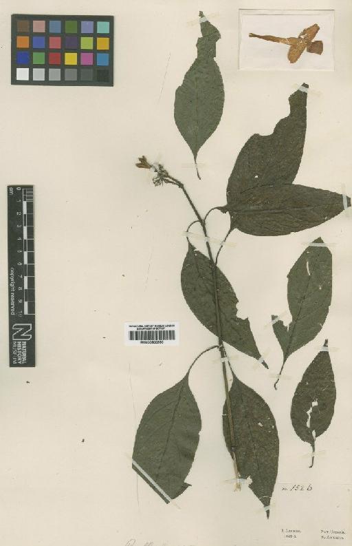 Ruellia humboldtiana (Nees) Lindau - BM000900990
