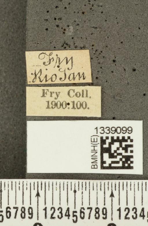 Isotes brasiliensis (Jacoby, 1888) - BMNHE_1339099_label_22542