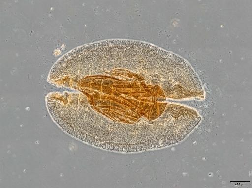 Rhachisphora setulosa Corbett, 1926 - 013503324_habitus_dorsal