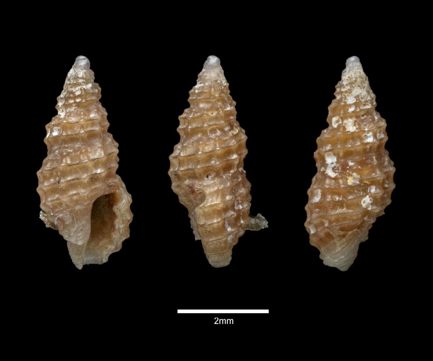 To NHMUK collection (Clathurella modesta Angas, 1877; SYNTYPE; NHMUK:ecatalogue:7845315)