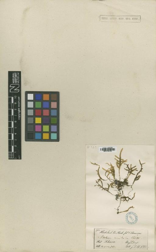 Himantocladium cyclophyllum (Müll.Hal.) M.Fleisch. - BM000988000