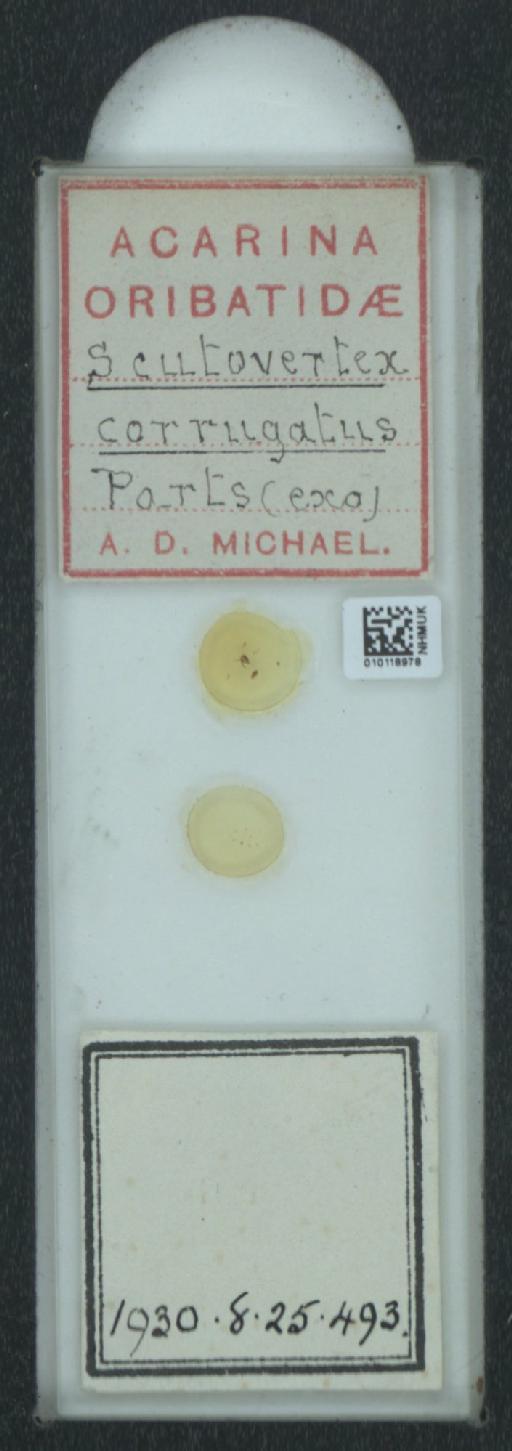 Scutovertex corrugatus A.D. Michael, 1888 - 010118978_128155_548572