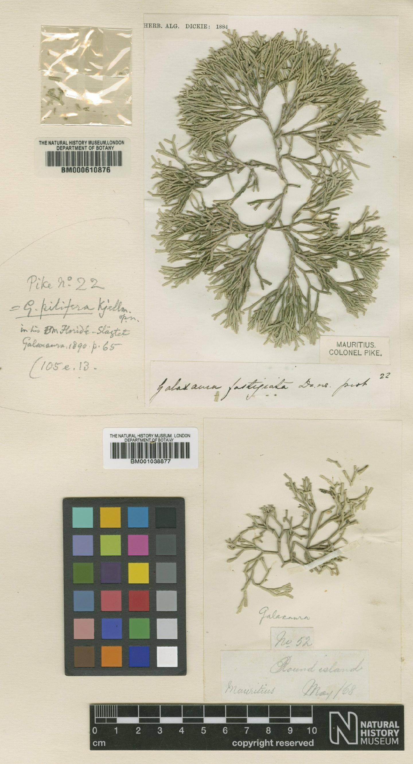 To NHMUK collection (Galaxaura oblongata (J.Ellis & Sol.) J.V.Lamour.; TYPE; NHMUK:ecatalogue:685769)