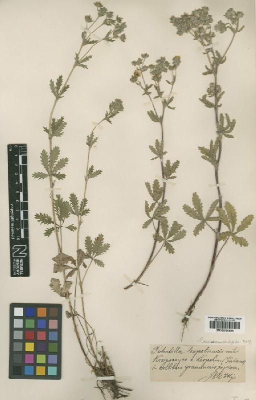 Potentilla inclinata Antt. (non) Vill. - BM000750695
