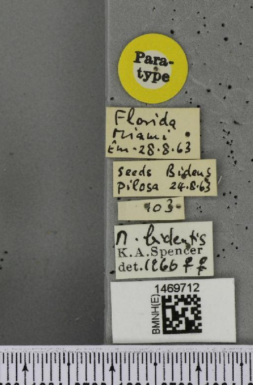 Melanagromyza bidentis Spencer, 1966 - BMNHE_1469712_label_45093