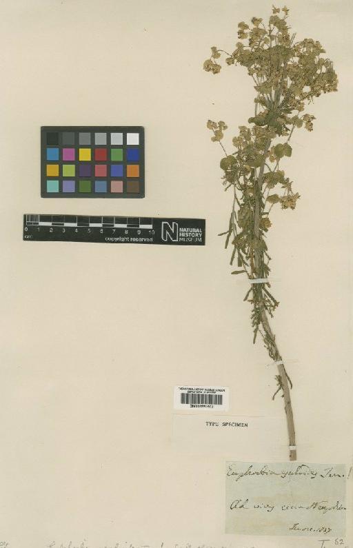 Euphorbia esuloides Ten. - BM000751502