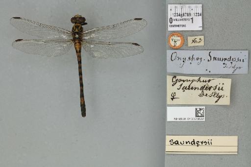 Onychogomphus saundersii Selys, 1854 - 013323538_dorsal