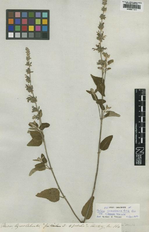 Salvia melissodora Lag. - BM000811410