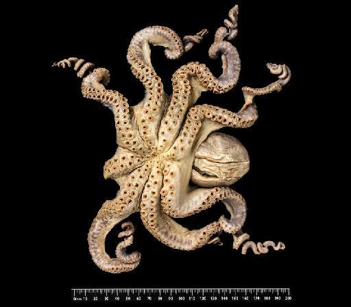 Octopus tonganus Hoyle, 1885 - 1890.12.28.83, SYNTYPE, Octopus tonganus Hoyle, 1885
