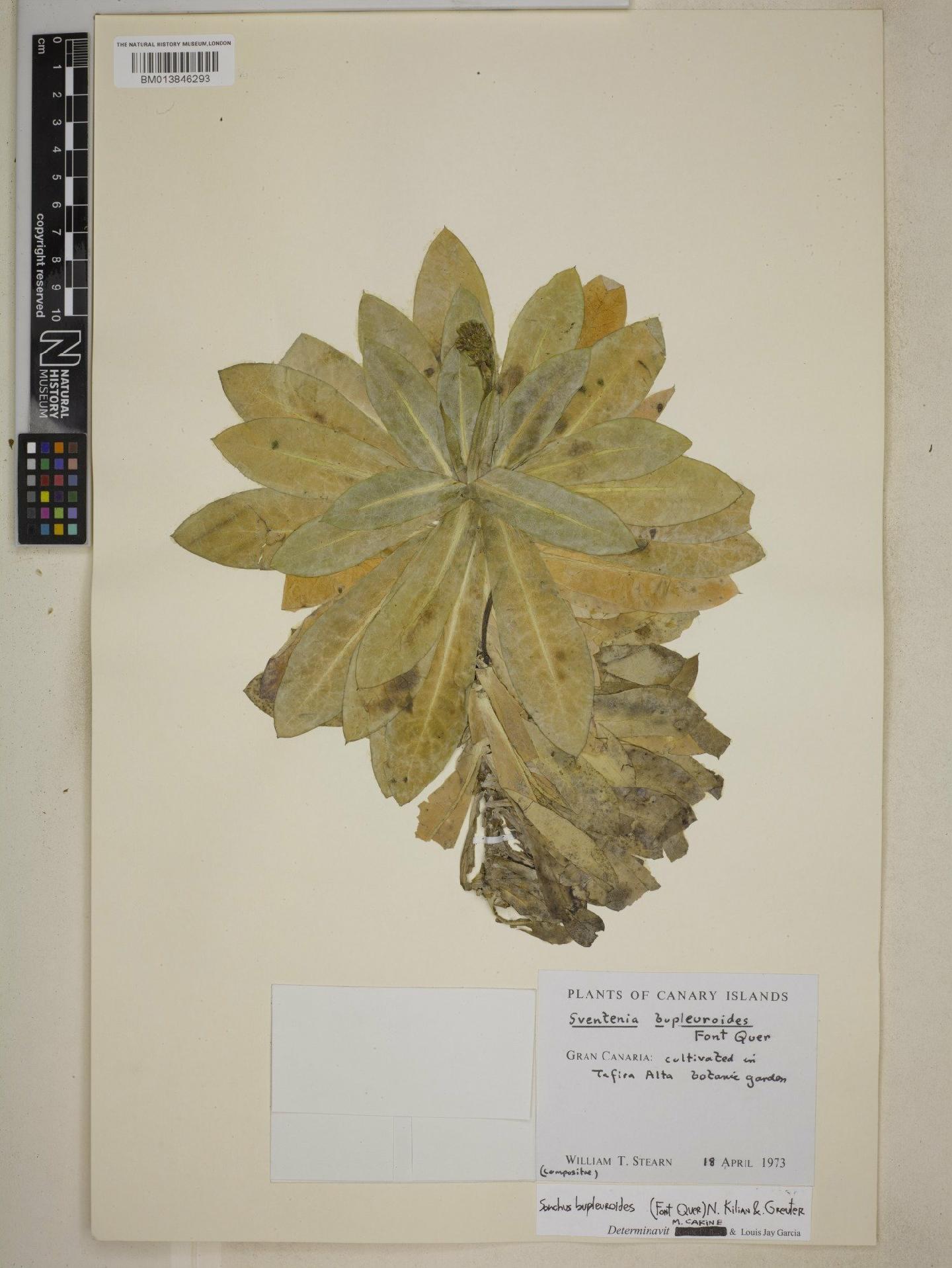 To NHMUK collection (Sonchus bupleuroides (Font Quer) N.Kilian & Greuter; NHMUK:ecatalogue:9075669)